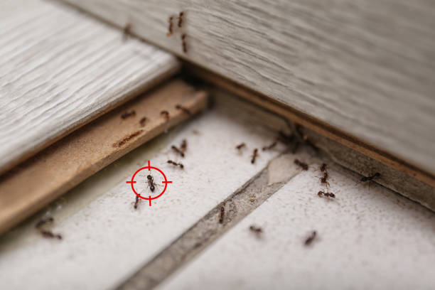 Best Best Pest Control Companies  in Granville South, OH